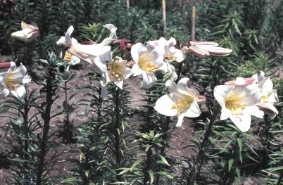 Lilium regale